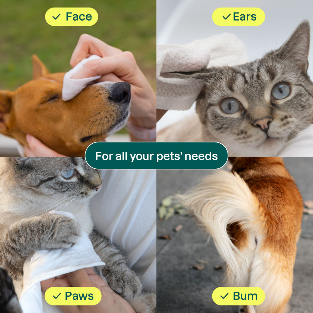 Pet Wipes - Image 5